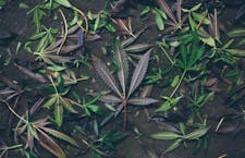 Weekly Specials image