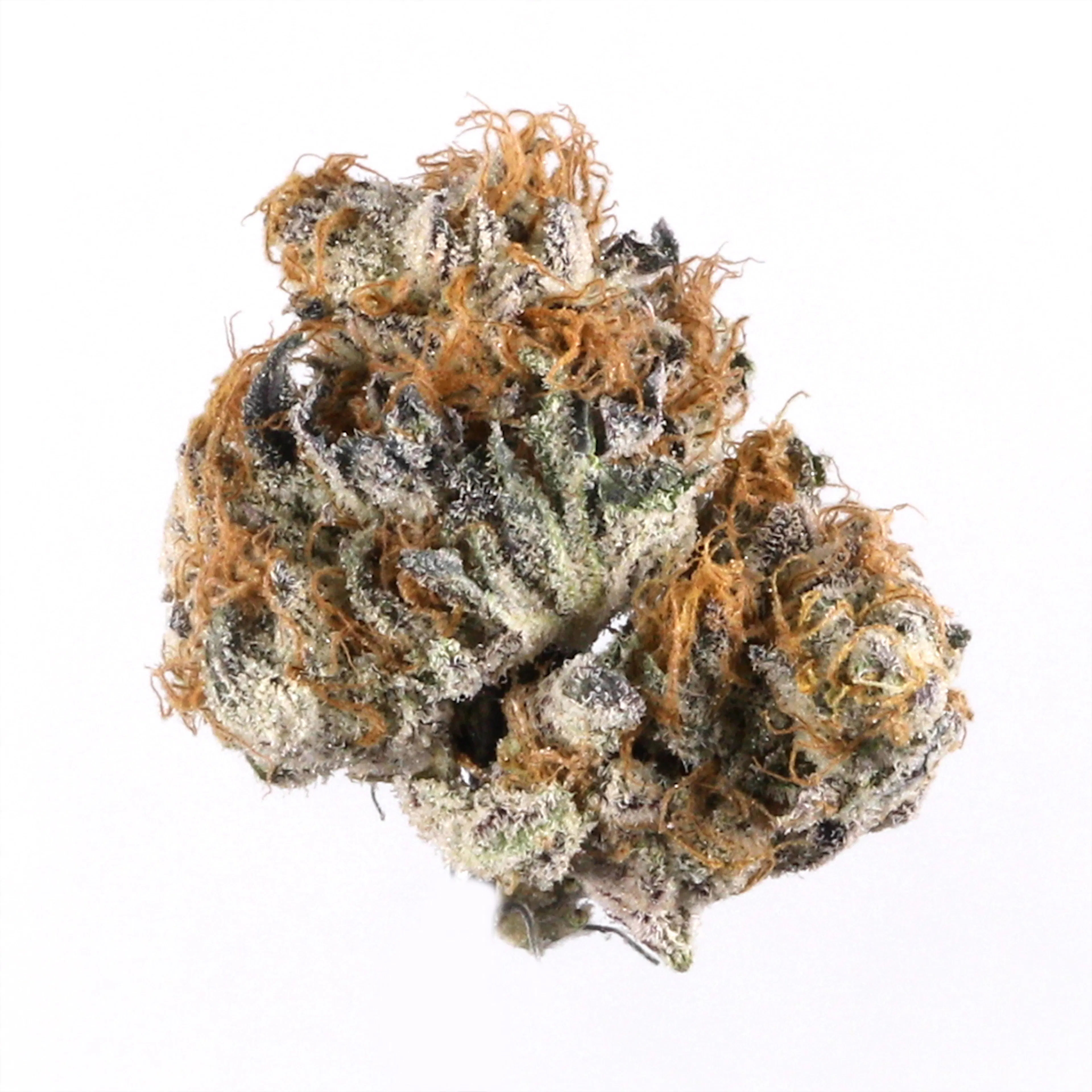 Picture of Blueberry