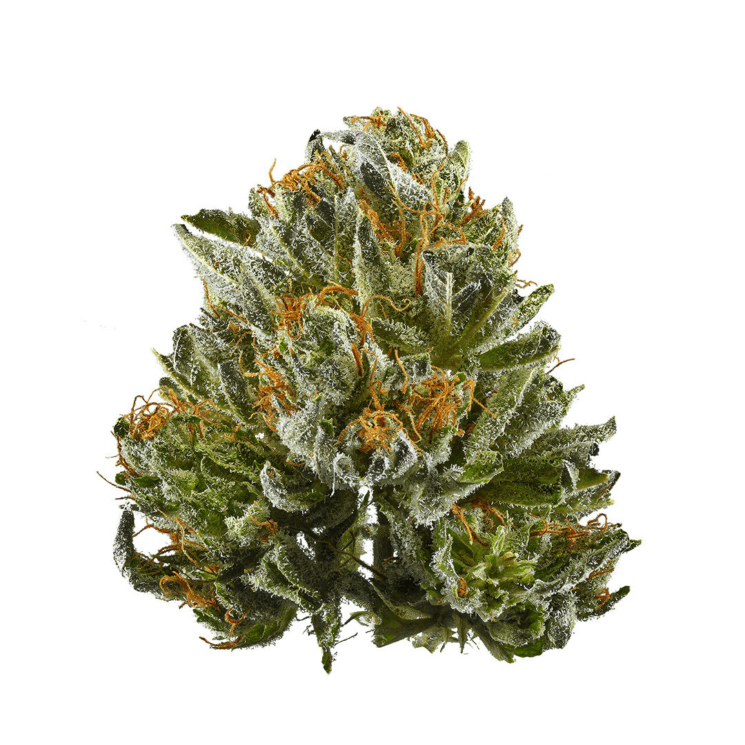 Black Afghan Weed Strain Information Leafly
