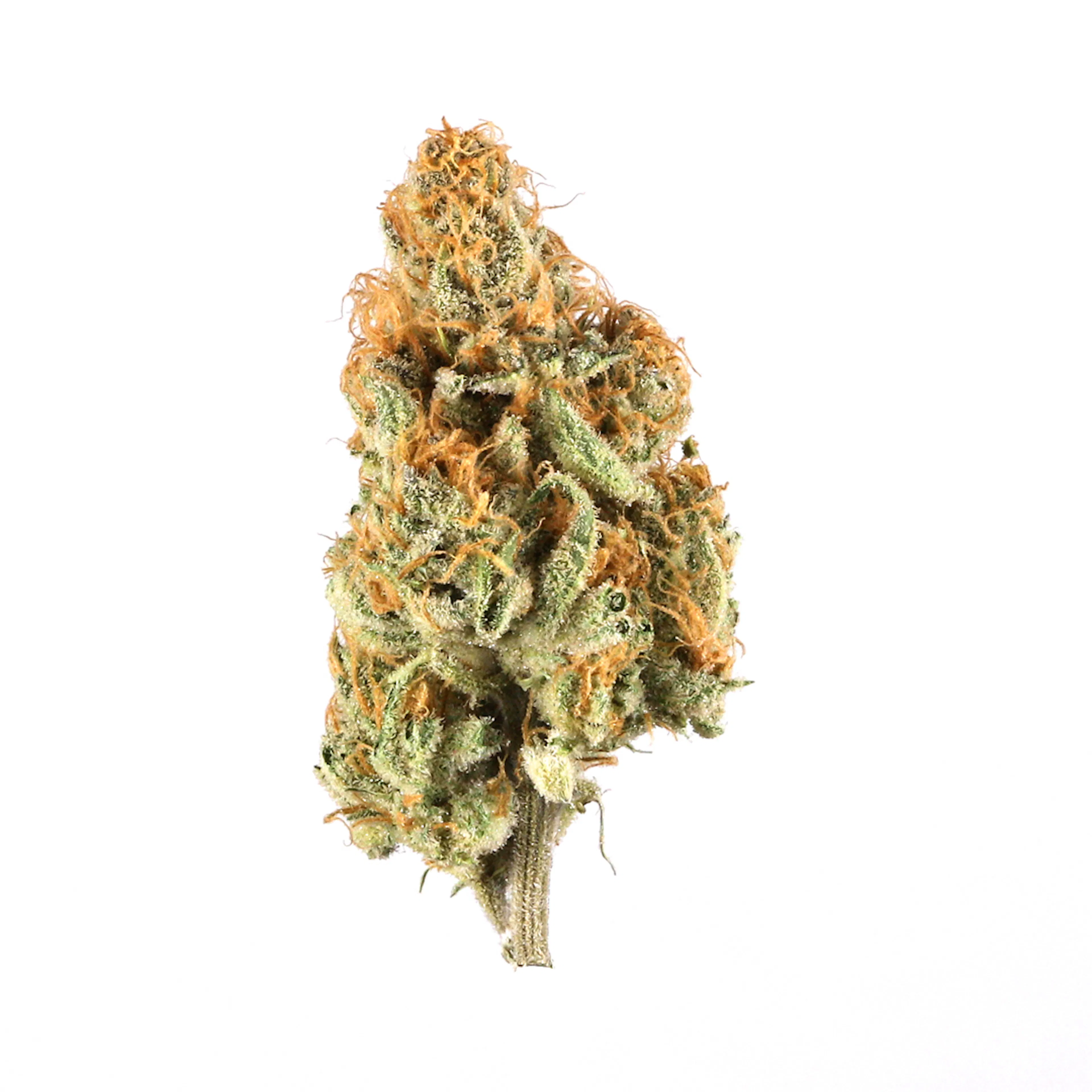 Picture of Cosmic 22