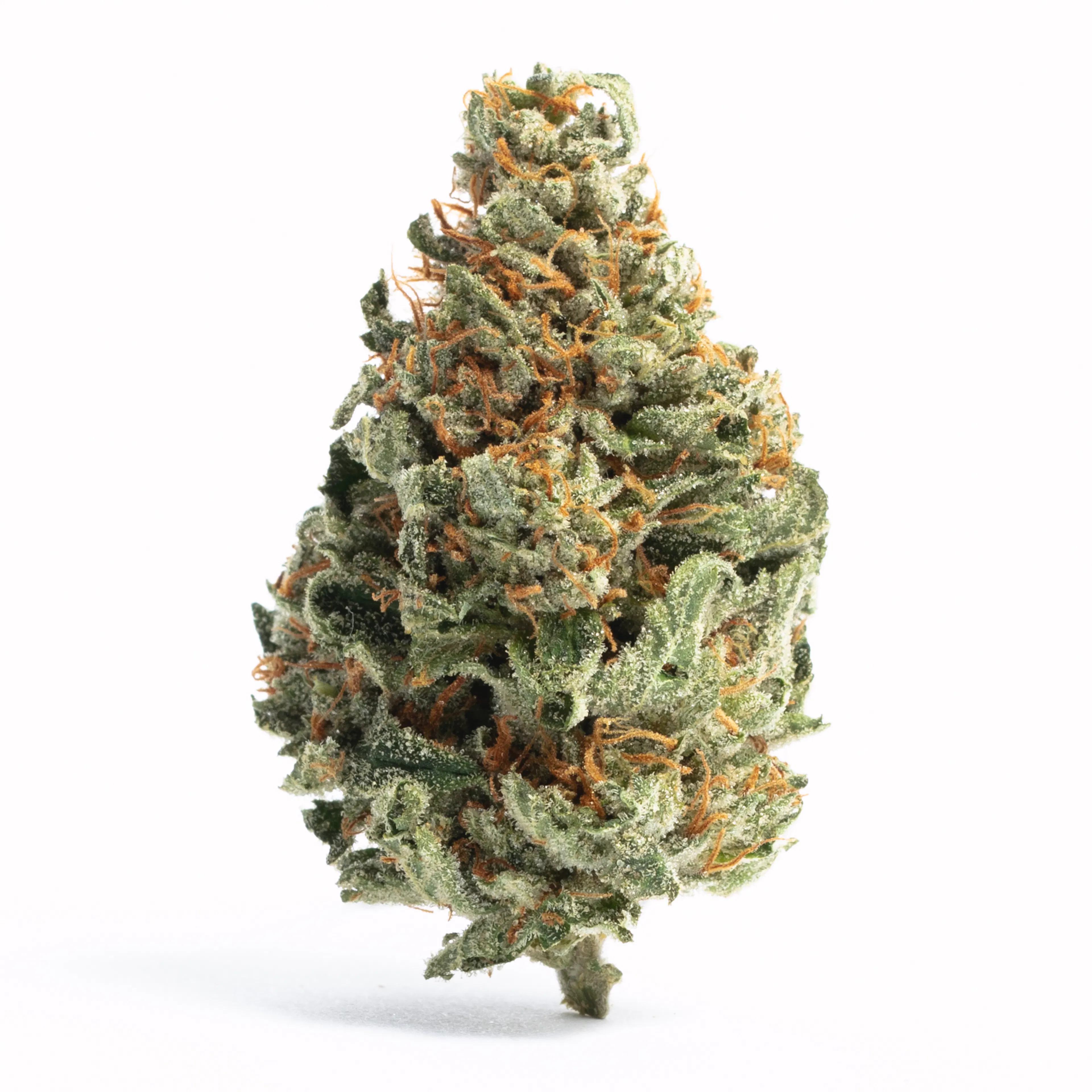 Picture of Fire Dawg
