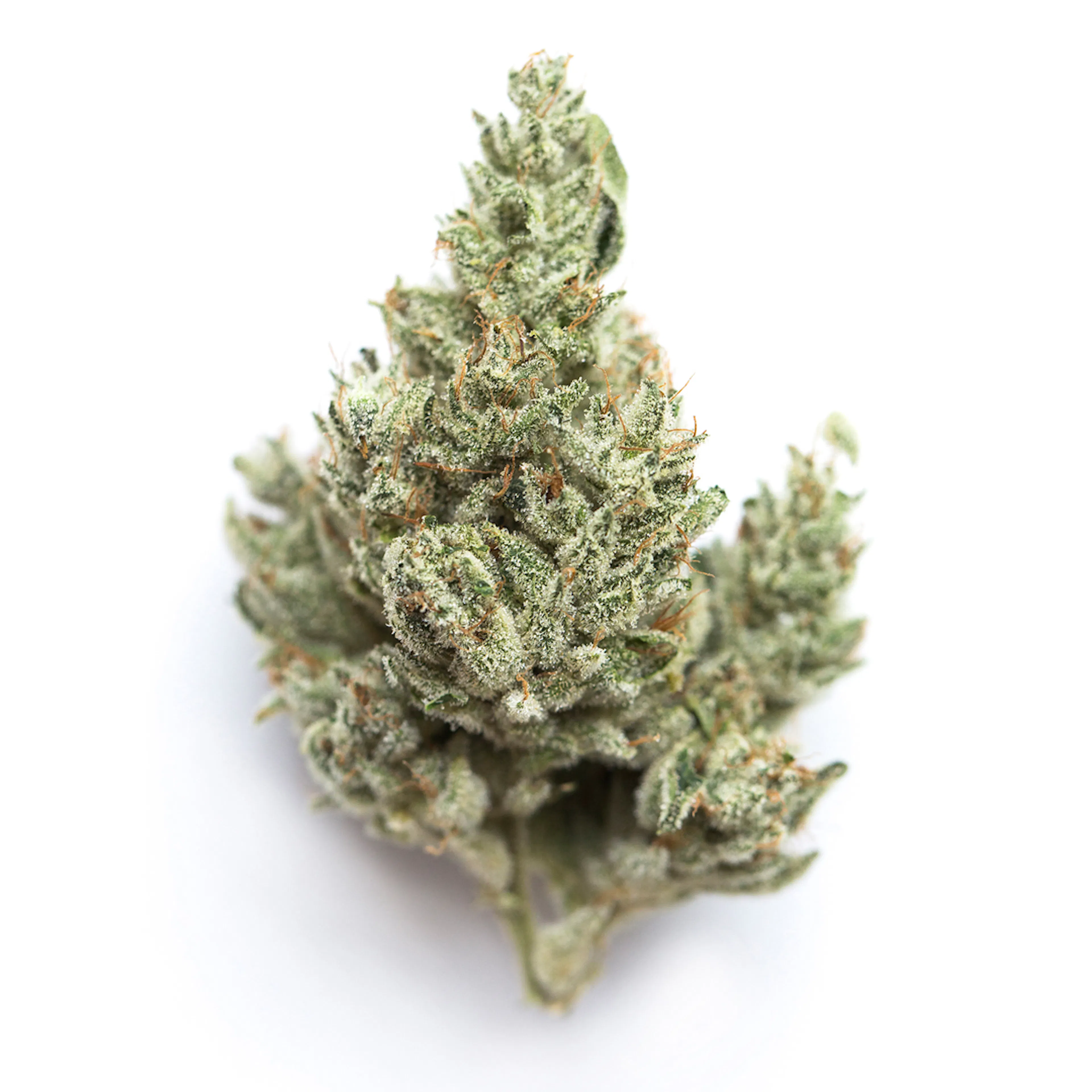Picture of Delphi Diesel
