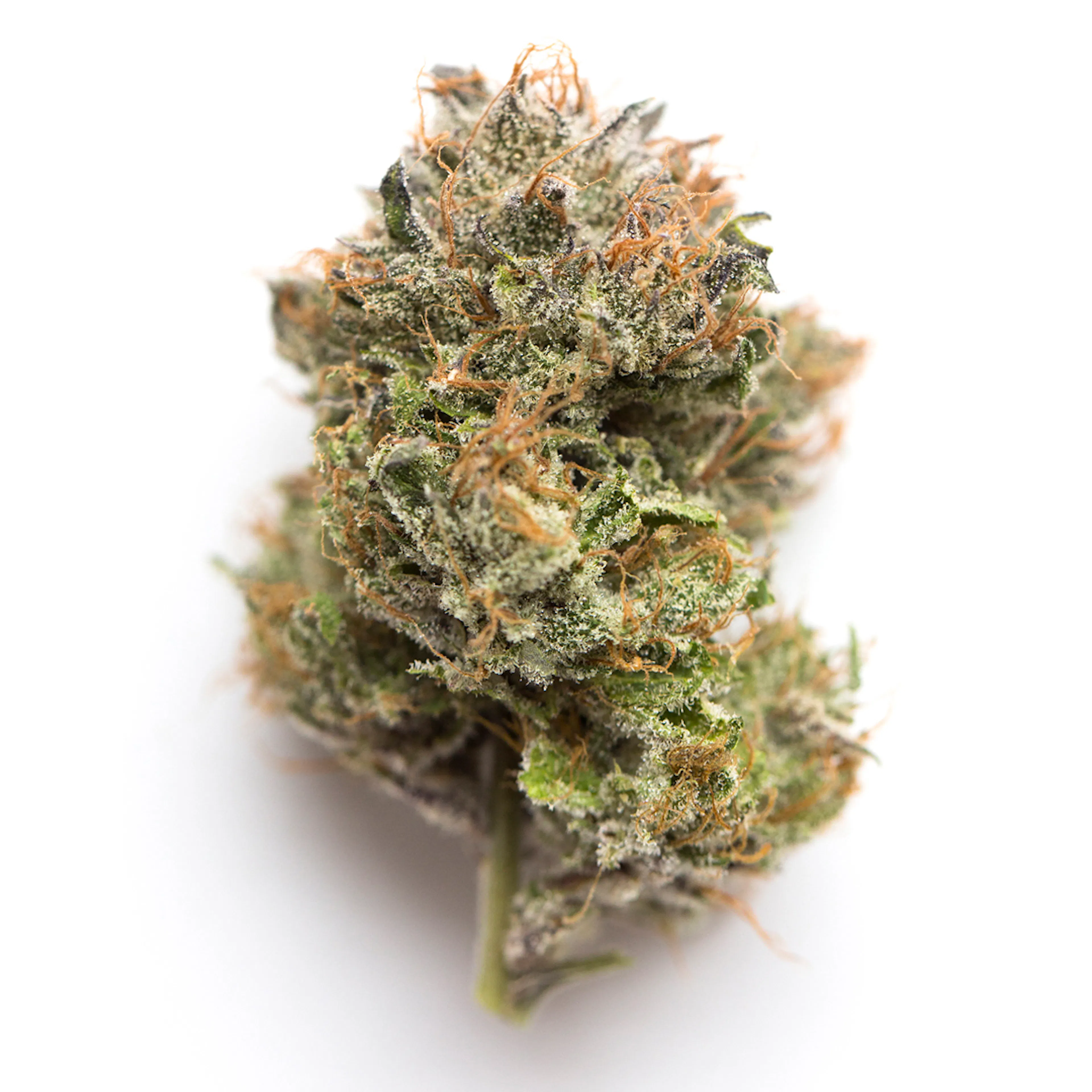 Picture of Frankenstein