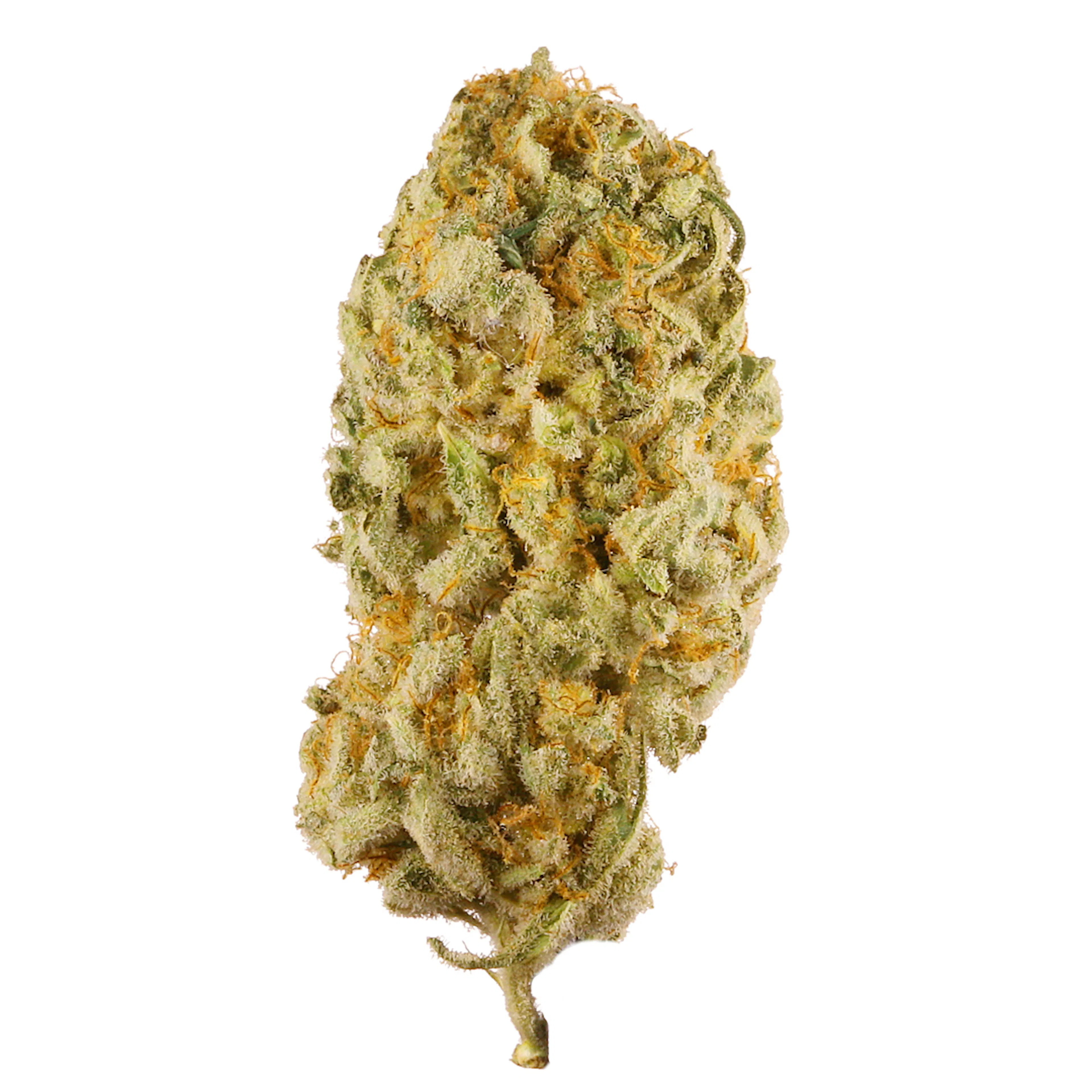 Picture of Jack Herer