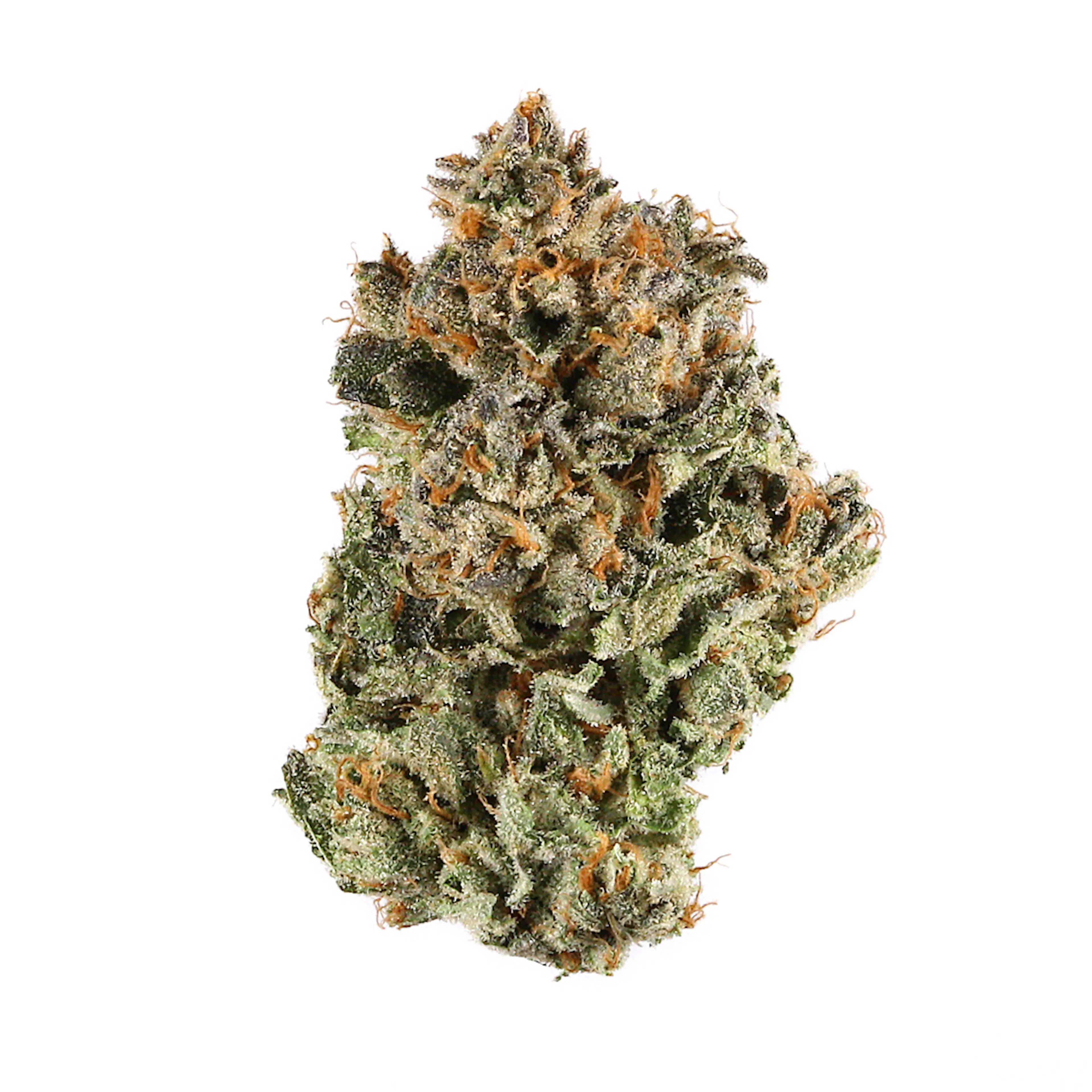 Picture of Sherbert