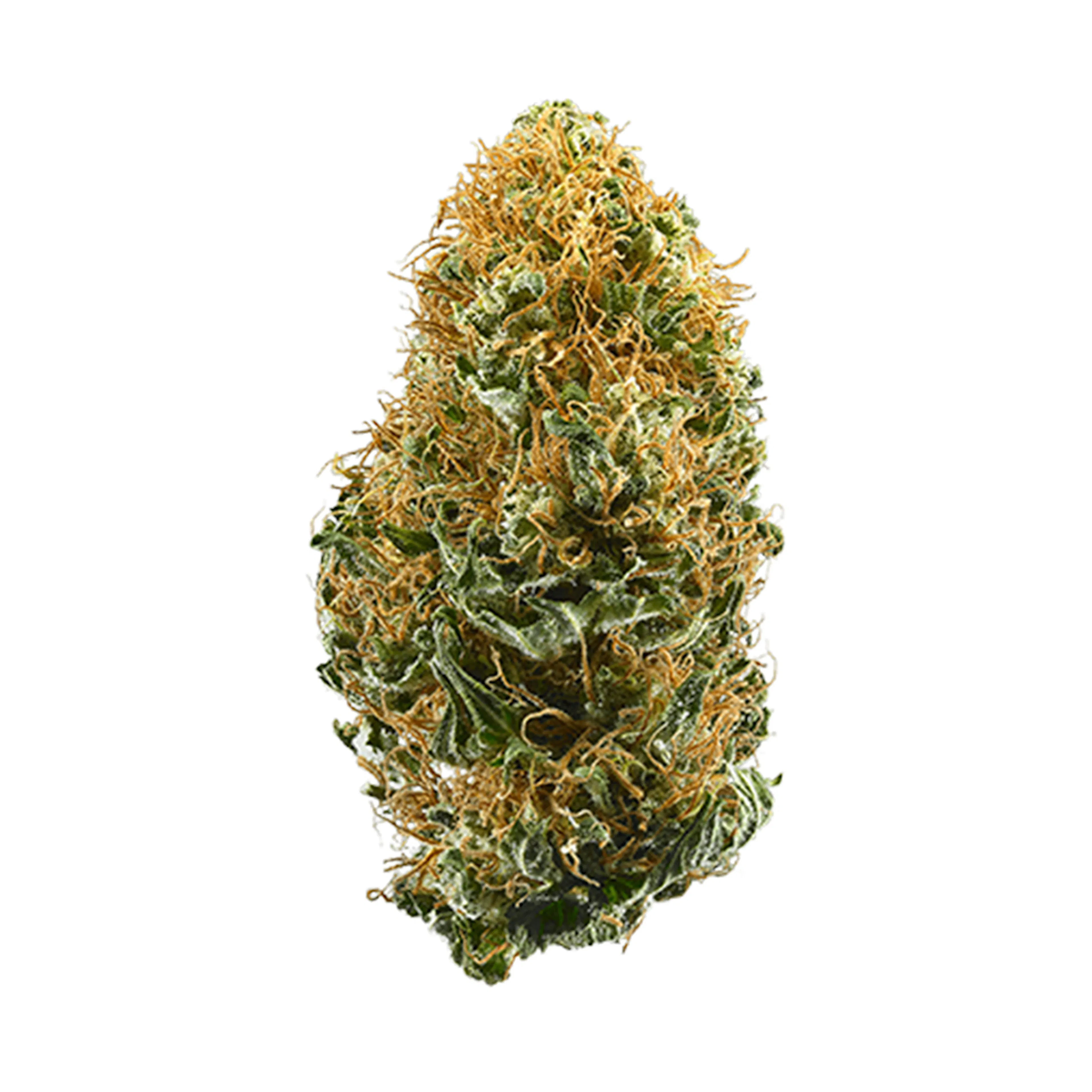 Picture of White Widow