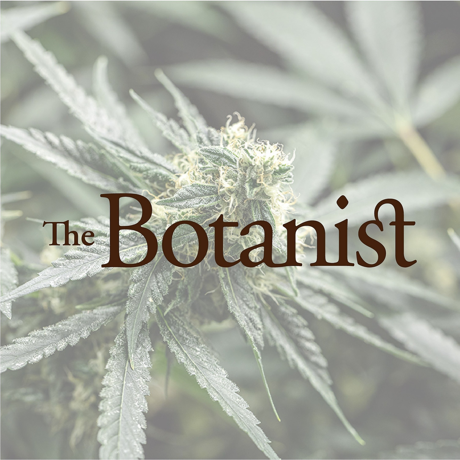The Botanist Williamstown (Med) Dispensary Menu, Reviews & Photos