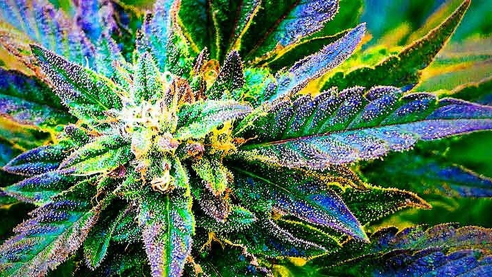 Zenganic — Dispensaries in San Ramon, CA