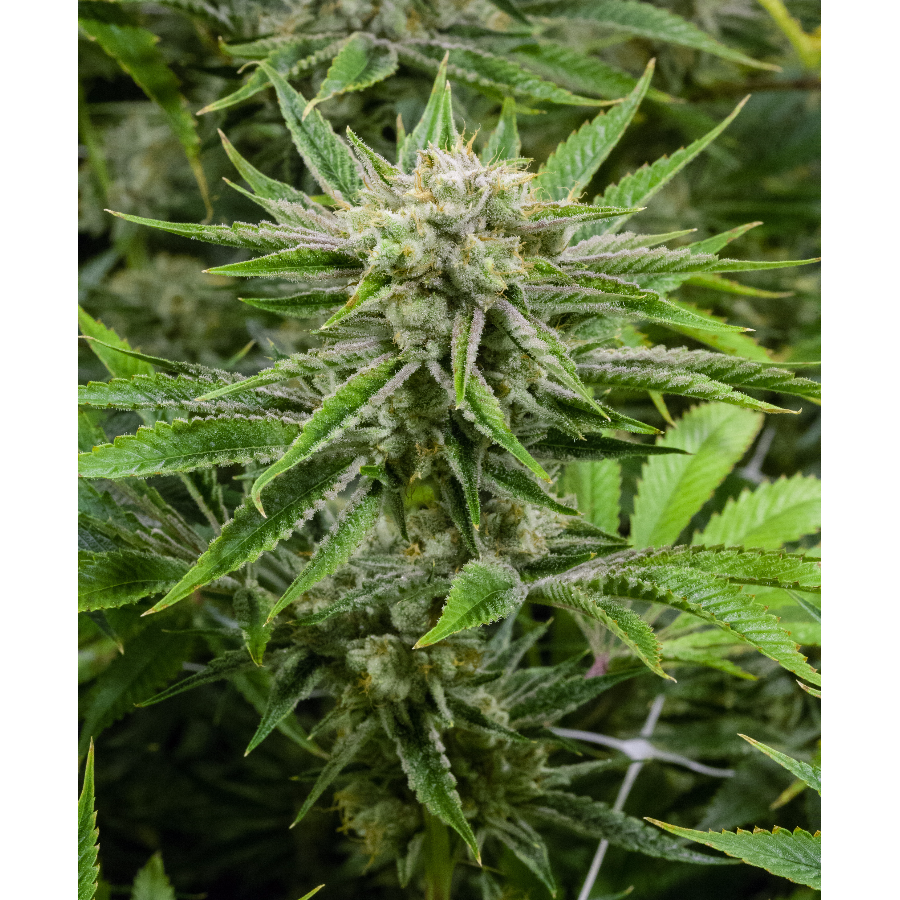 Lightshade Dayton Menu Leafly