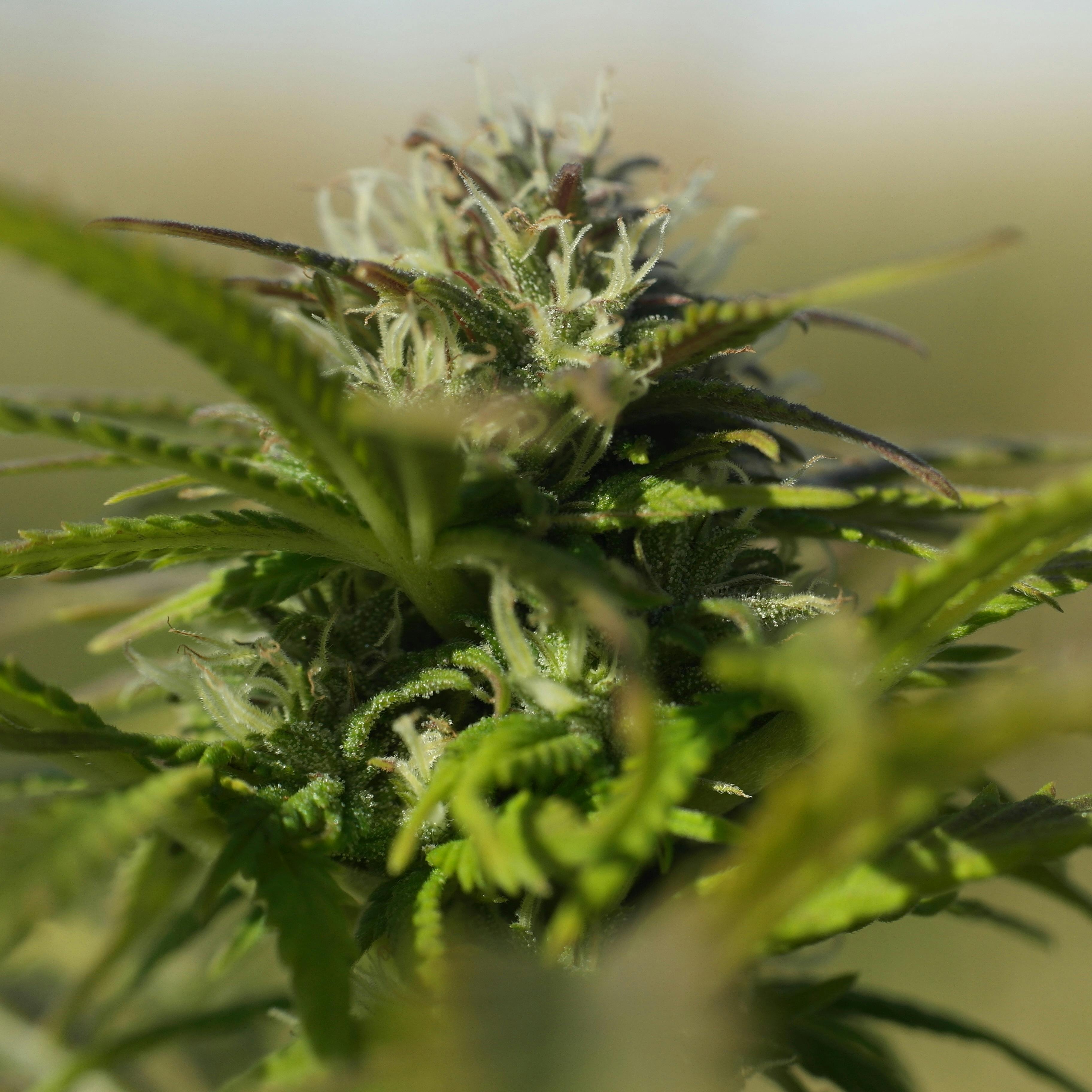 Shift Cannabis Banana Orange Daiquiri Leafly