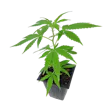 Product image for Dragon Dreams