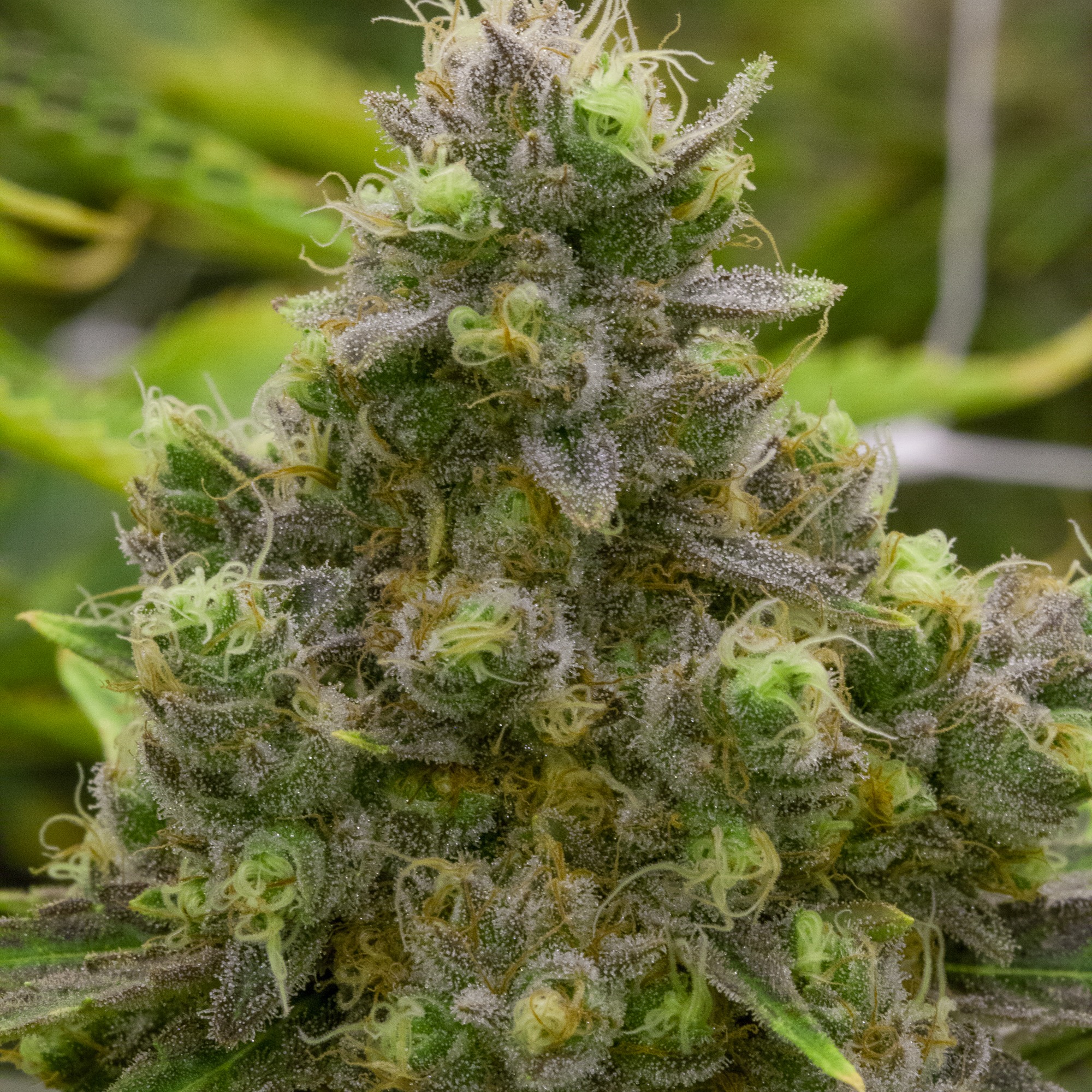 Lightshade 6th Avenue Menu Leafly