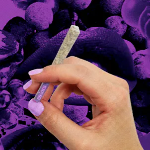 Photo of Grape Dreams Pre-Rolls 3.75g 5-pack