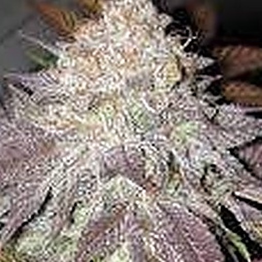 Island Punch  (Tier 1)