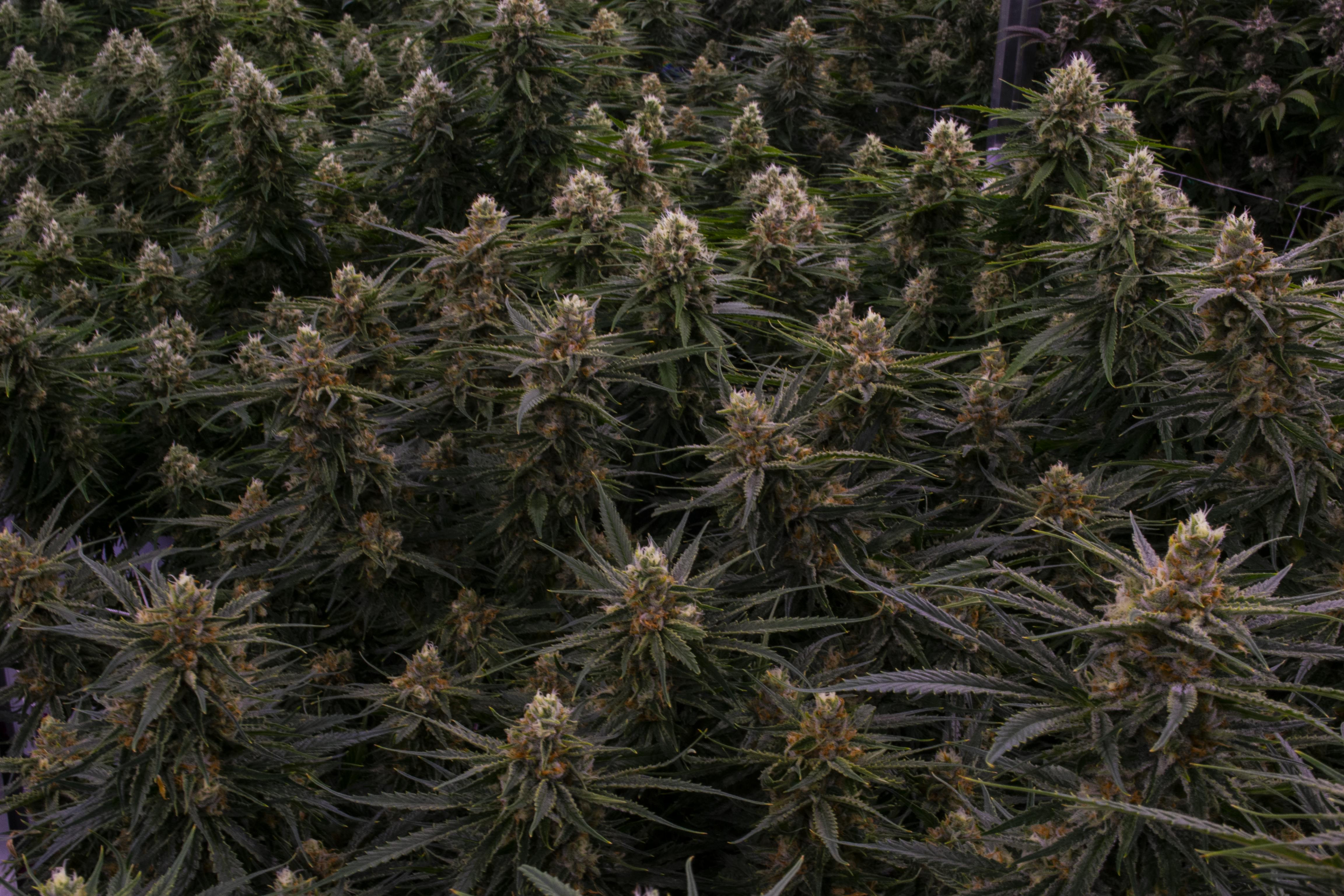 Central Ave Clementine Leafly