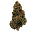 Berry Kush
