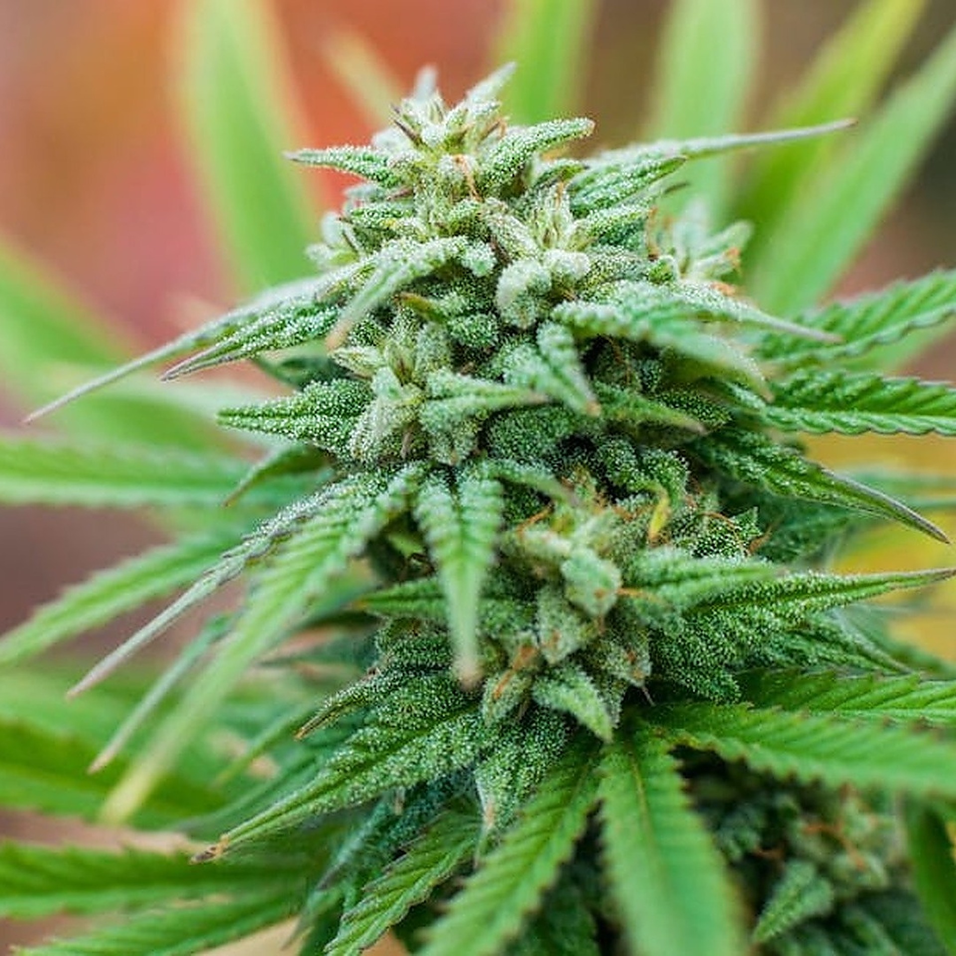 Nature’s Care Rolling Meadows (Recreational) Menu Leafly