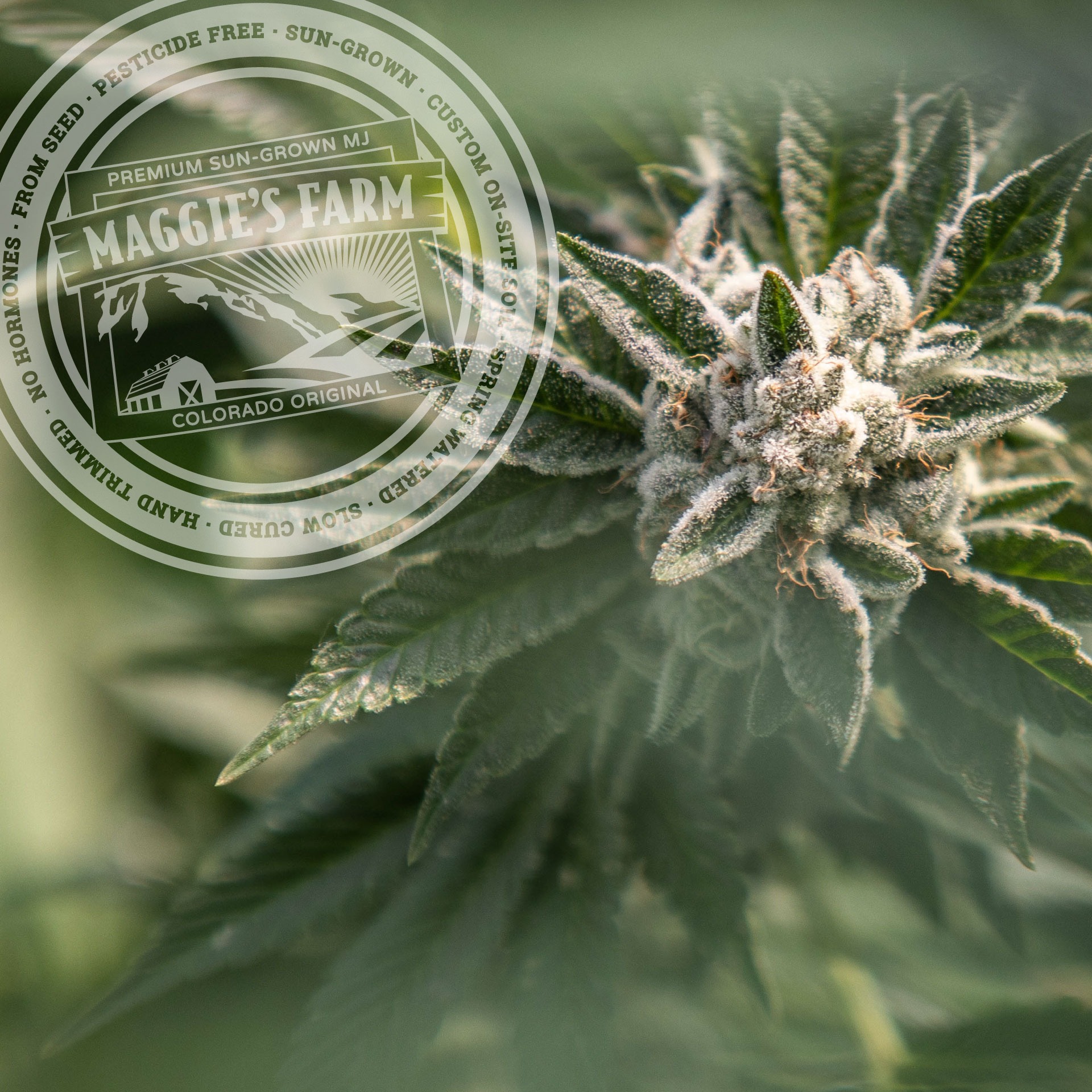 Maggie's Farm - Pueblo East — Dispensaries in Pueblo, CO