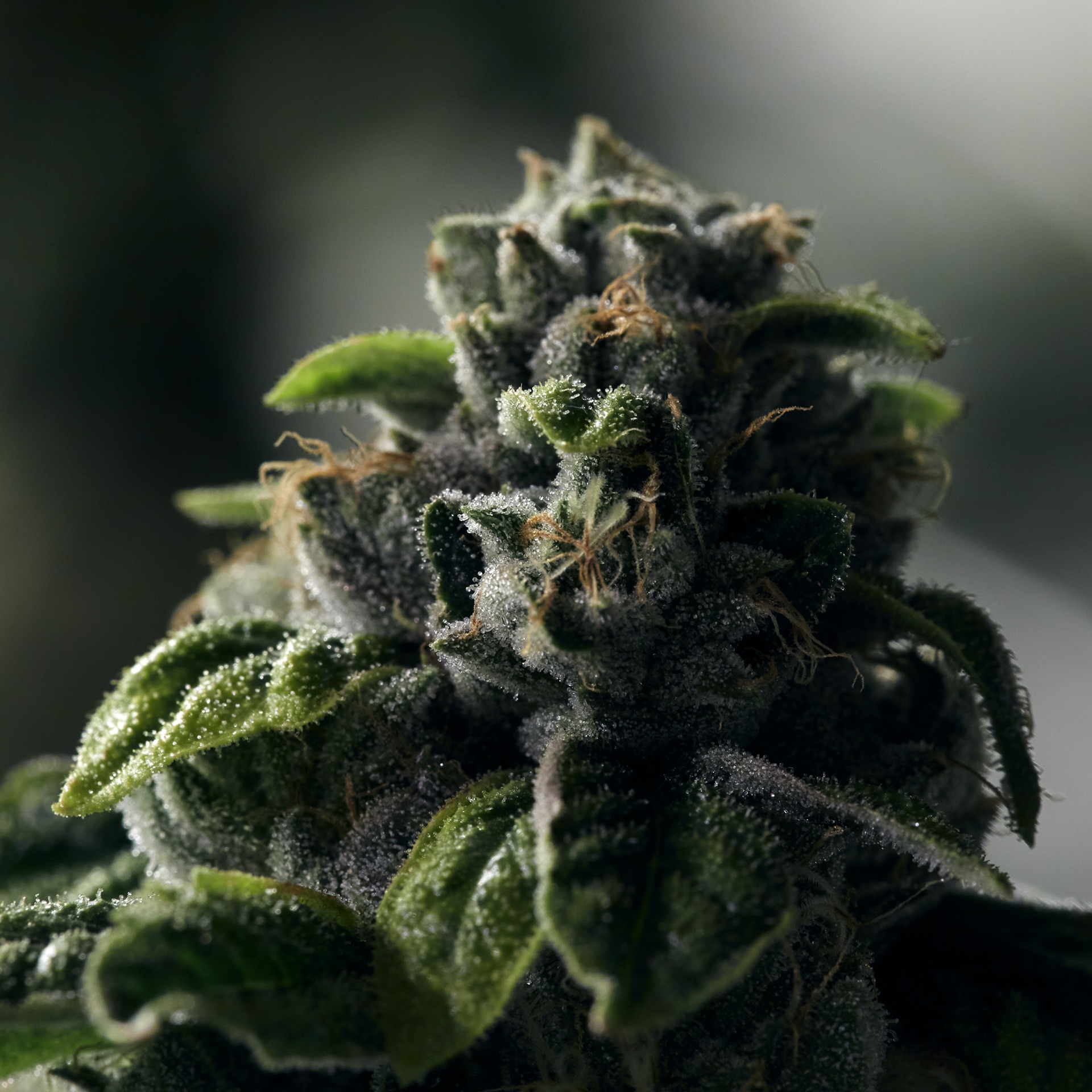 Steel City Meds Dispensary Menu, Reviews & Photos