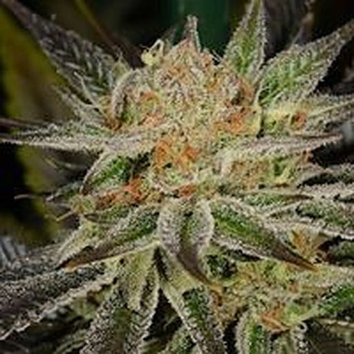 Harvest of Tucson High Octane OG 2 Leafly