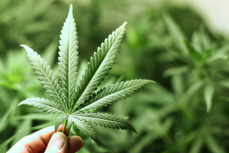 Green Wellness - Lynnwood — Dispensaries in Lynnwood, WA