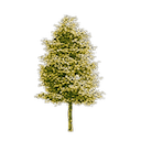 The Woods Cannabis - Brampton - Mississauga Road & Financial-logo