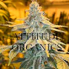 Attitude Organics