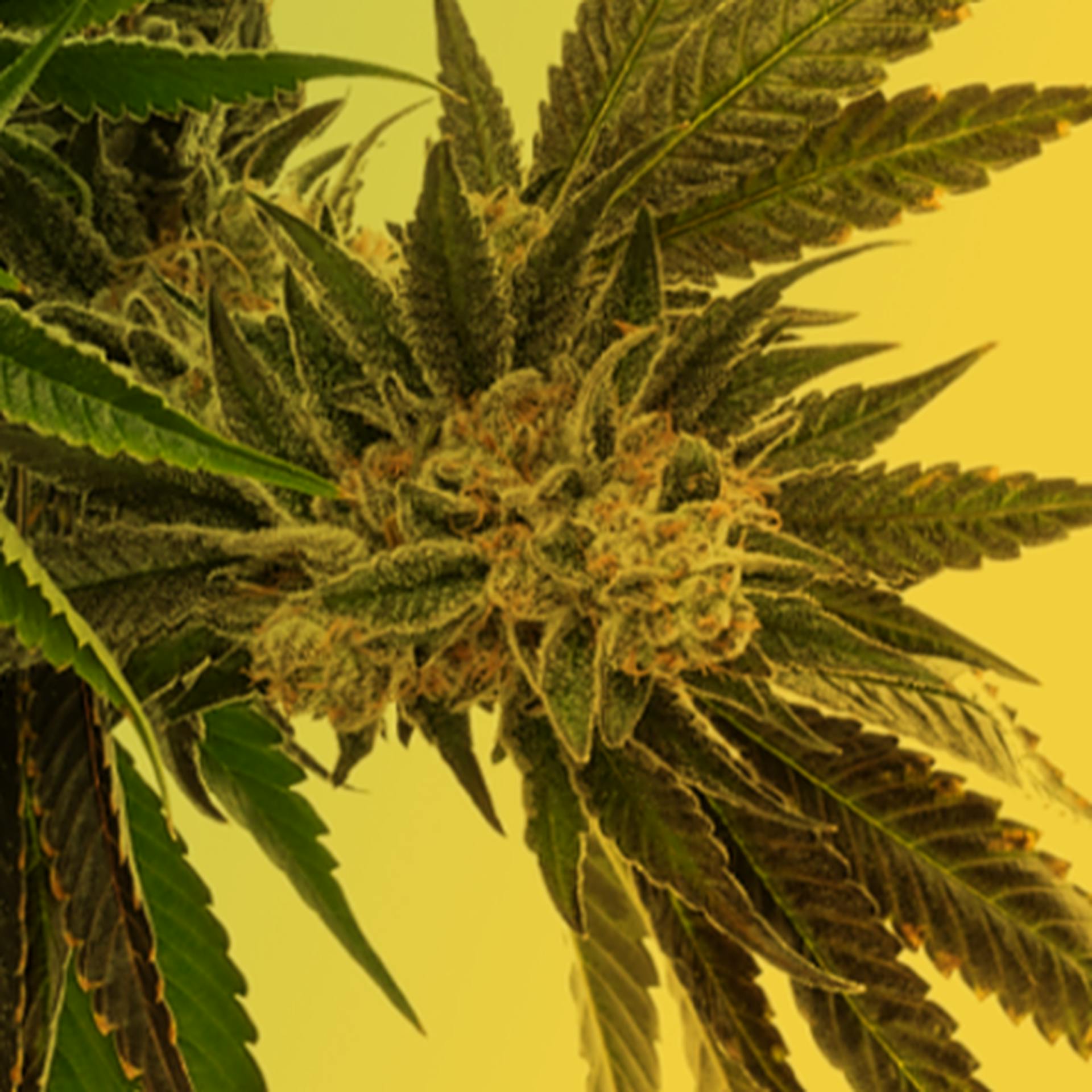 GrowHealthy Clearwater/Largo Largo, FL Dispensary Leafly
