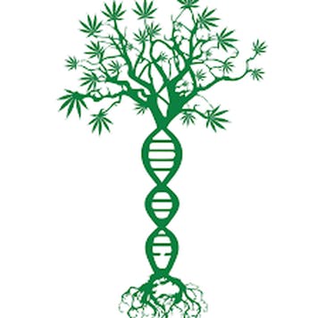 Photo of Trainwreck Live Resin 1g