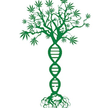 Photo of Dawgwalker x GSC Kief 1g