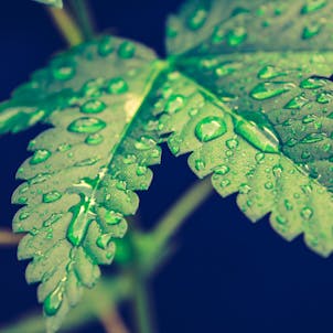 Photo of Watermelon Pod - 0.75g