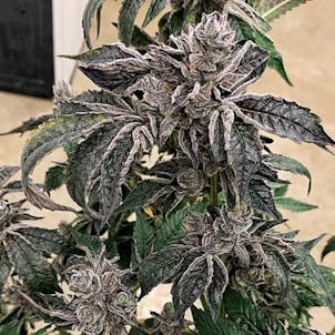 Photo of Lip Smacker