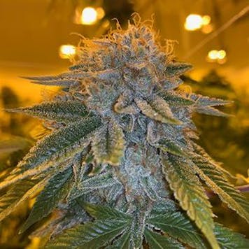 Photo of Chem Brulee Pre-Roll - 1g