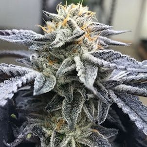Photo of Platinum GSC (Platinum Girl Scout Cookies) Flower